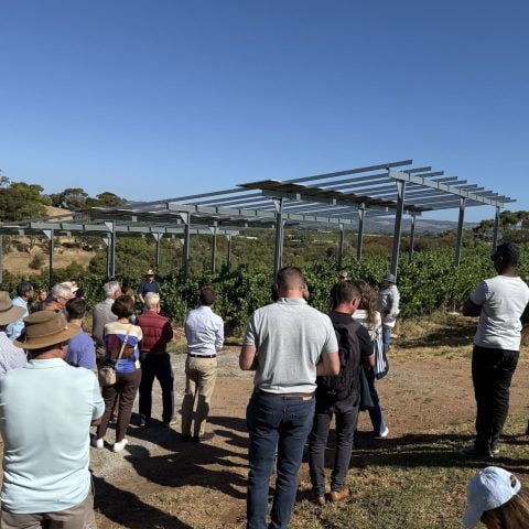 Apex Energy Australia Vitivoltaics Pilot Project with Paxton Wines